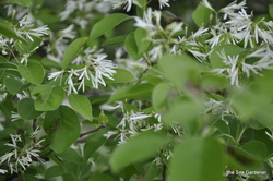 Chionanthus retusus — photo 5